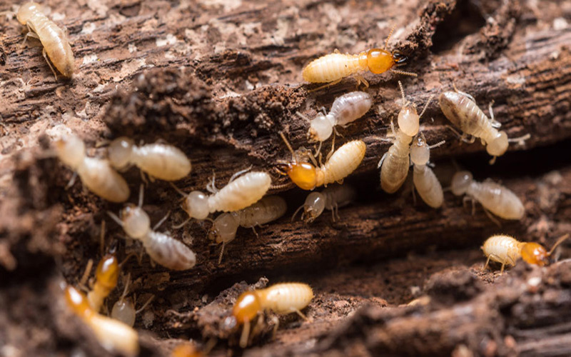 WDO Termite home inspections services